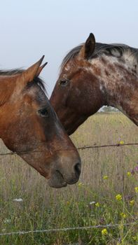 dialogue of two horses