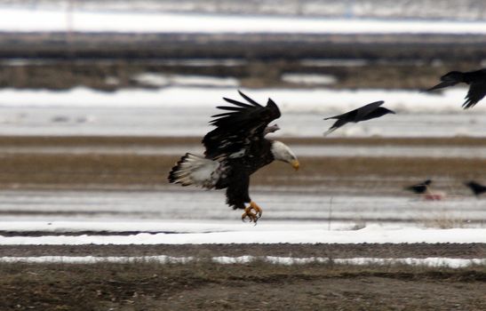 Bald Eagle.  Photo taken at Lower Klamath National Wildlife Refuge, CA.