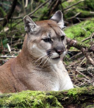 Cougar/Mountain Lion.  Photo taken at Northwest Trek Wildlife Park, WA.