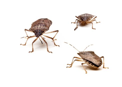 Three Brown Marmorated Stink Bug or Shield Bug isolated against white background