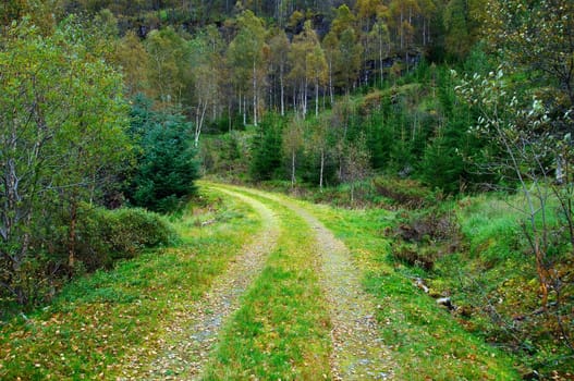 A forest road in autumn