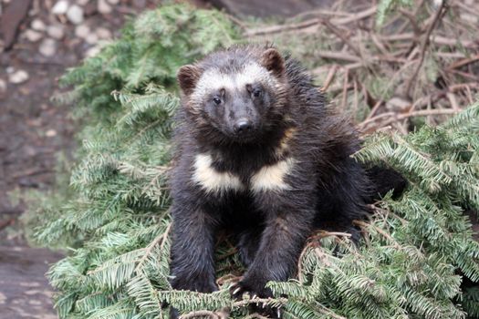 Wolverine.  Photo taken at Northwest Trek Wildlife Park, WA.