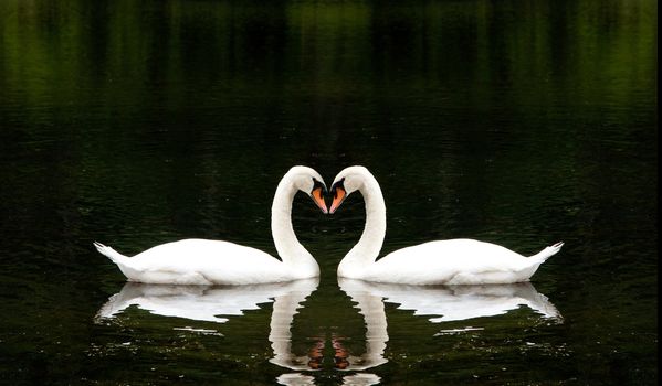 Two beautiful white swans romantically together creating a heart shape in a lake.