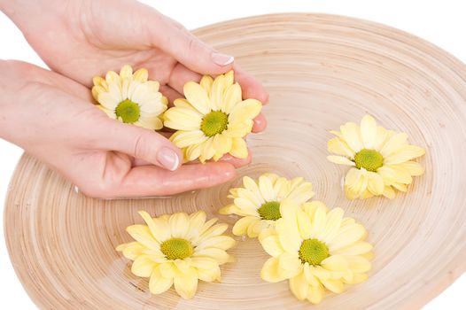 Woman hands and flower in bucket of water isolated