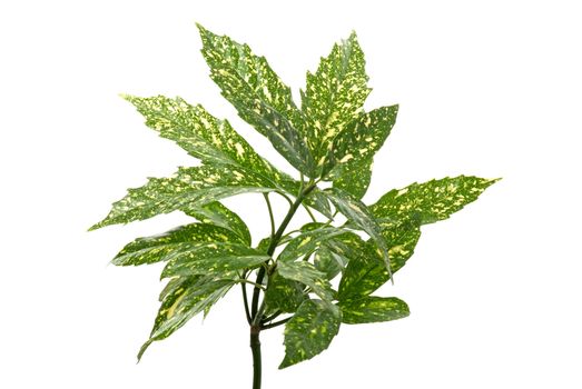 Branch of green leafs isolated on white background.