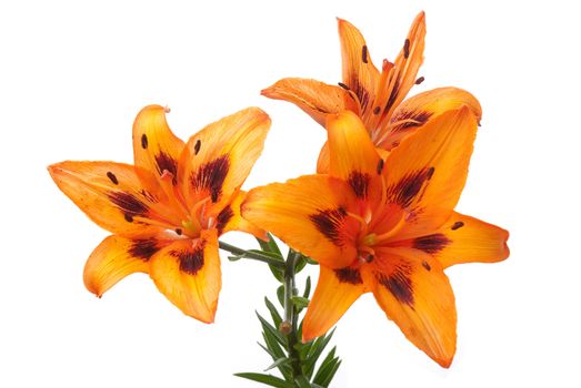 Beautiful orange lilies isolated on white background.