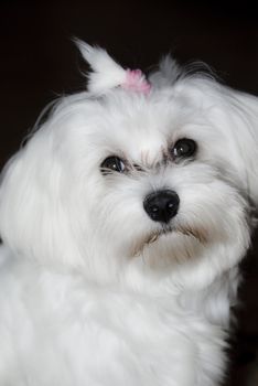 The white fluffy dog. Photographed up close. With a brand new hairstyle.