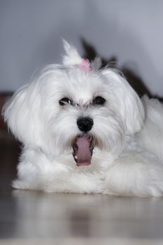 Maltese puppy that yawns. With pink pins on the head.