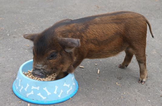 A New Zealand Kune Kune piglet eating pellets from a dish