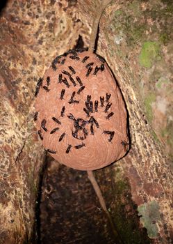 Paper wasps with nest in strangler fig tree in Costa Rica