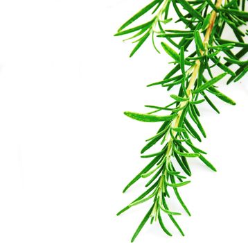 fresh rosemary green sprigs over white background