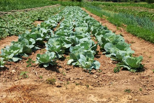 green cabbage in rows growing on field