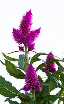 Pink purple flower Celosia argentea. Small flower looks interesting.