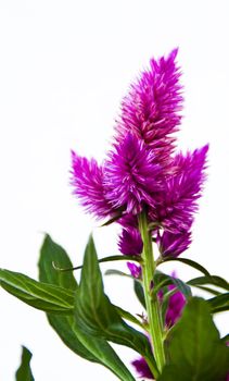 Pink purple flower Celosia argentea. Small flower looks interesting.