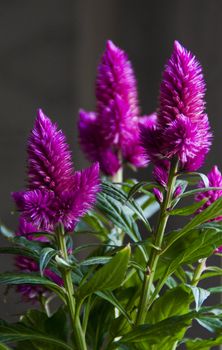 Pink purple flower Celosia argentea. Small flower looks interesting. Photographed in their natural environment.