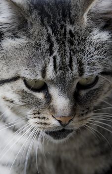 Gray cat with black lines. With tiger pattern. Looking peacefull.