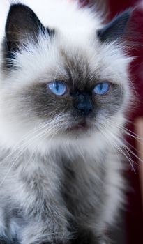Gorgeous Himalayan Persian cat with bright blue eyes. Creamy-brown color and long hair.