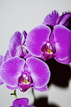 Pink orchid photographed up close. With white edges. Intense colors.