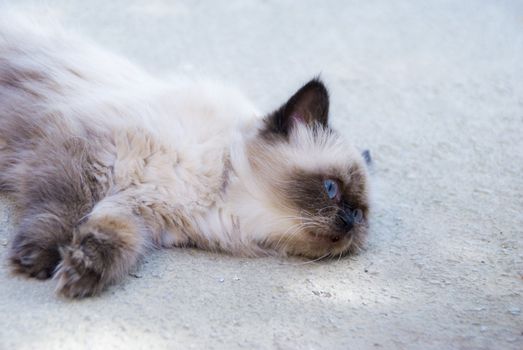 Gorgeous Himalayan Persian cat with bright blue eyes. Creamy-brown color and long hair.