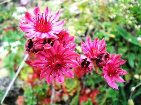 red flowers in gran paradiso national park