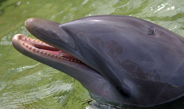 The happy face of the dolphin, waiting for food