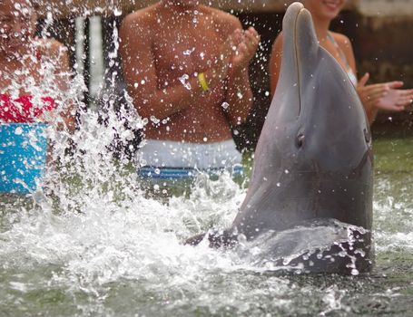 Dolphin clapping its fins in the water