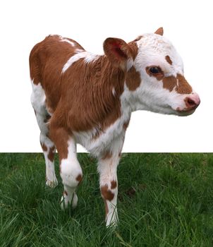 Ayrshire Hereford Cross Calf isolated with clipping path