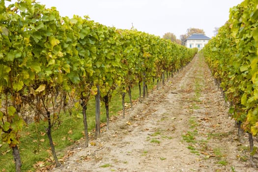Hochheim, Rheingau, Germany
