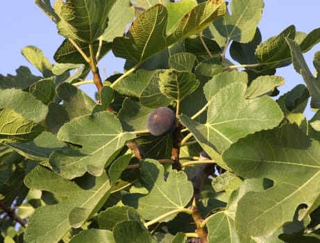 Fig tree close up