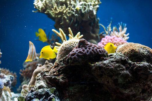 aquarium with colorful tropical fish and corals