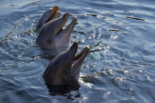 Heads of three Bottlenose dolphins or Tursiops truncatus above the water surface