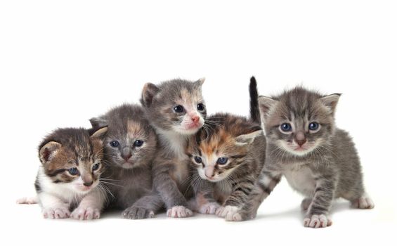 Adorable Cute Kittens on White Background