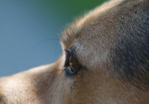 Close up of a dogs eye and part of his head with soft focus background