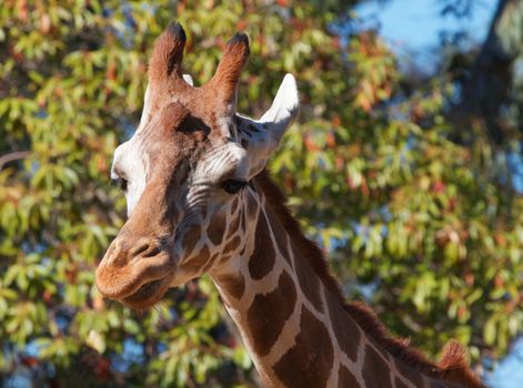 Brown spotted griraffe head looking to left and soft focus forest of trees