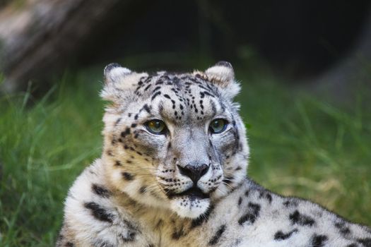 Young snow leopard looking to the right with a soft focus green grass background