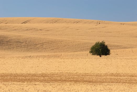 Lone tree and wheat fields, Whitman County, Washington, USA
