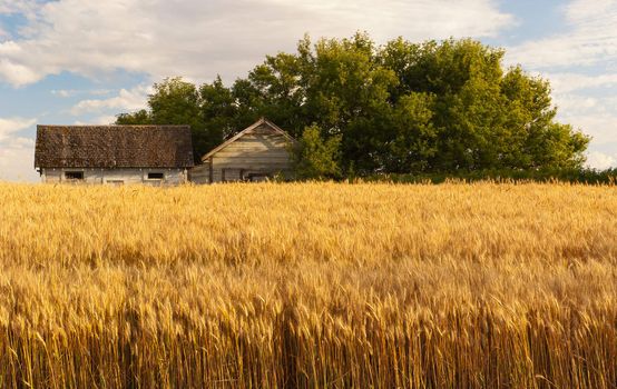 Abandoned sheds and wheat field, Whitman County, Washington, USA