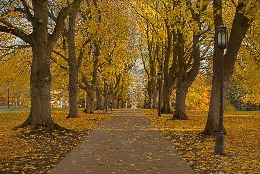 Autumn maple lined path, Administration Building Lawn, University of Idaho, Moscow, Latah County, Idaho, USA