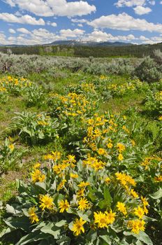 Arrowleaf Balsamroot (Balsamorhiza sagittata) flowers and the Gros Ventre Mountain Range in early summer, Grand Teton National Park, Teton County, Wyoming, USA