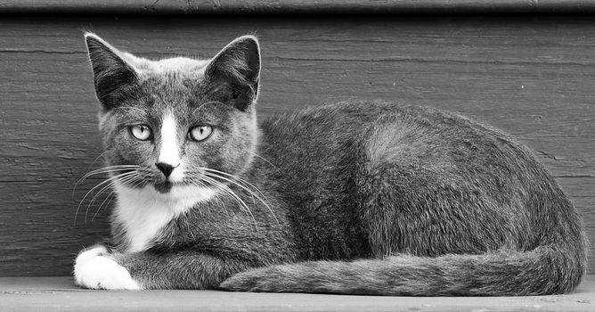 A black and white image of a gray and white kitten laying down.