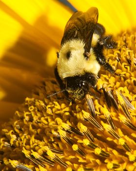 A bee sitting in the middle of a sunflower.