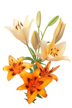 Colorful fresh lillies isolated on a white background.