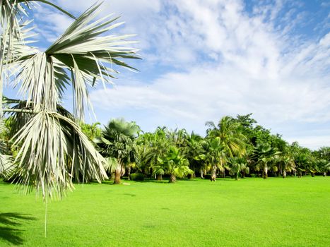 palm trees in tropical garden