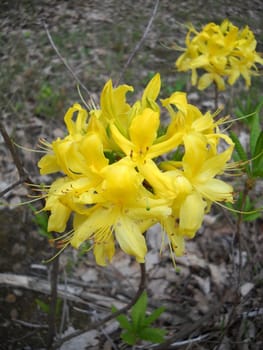 Flower; a plant; spring; flowering; a wood; macroshooting; flora; leaves; vegetation; beauty; a background        