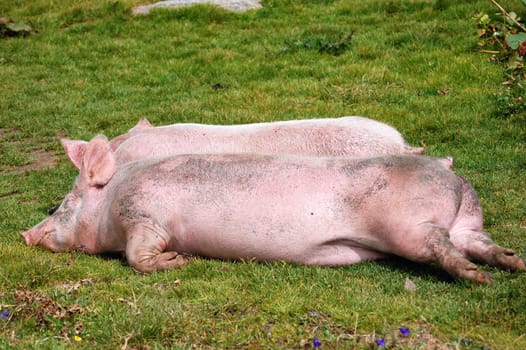 resting pigs in the green grass