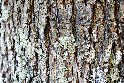 oak cortex closeup, bark texture