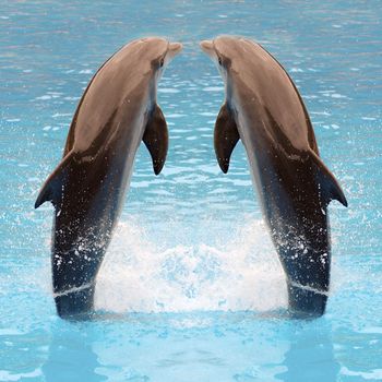 Dolphin twins are jumping in the water.