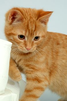 Kitten on gray background