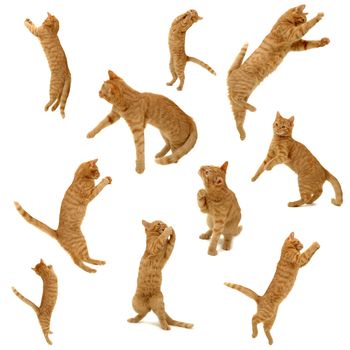 collection of kittens in action. On white background. 3500 x 3500 pixels.