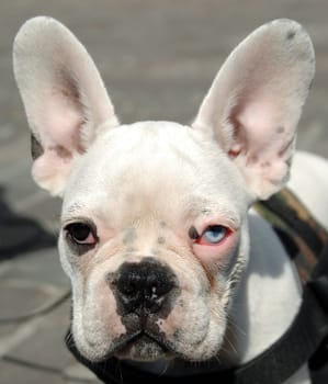 Close up of a french bulldogs face, with a blue and a brown eye.